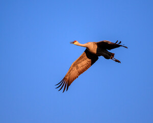 Sandhill Crane in flight
