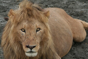 León con mirada intensa