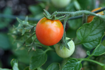 Branch with first ripe red cherry tomato in the garden.