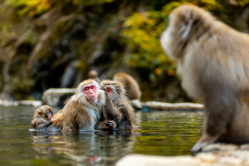 Japanese macaques or Snow Monkeys dipping in an onsen during the autumn season.