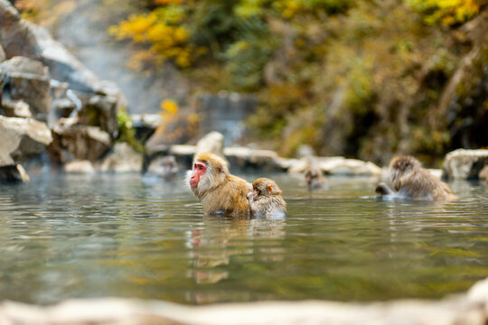Japanese macaques or Snow Monkeys dipping in an onsen during the autumn season.