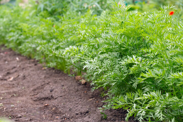 Thick row of young carrots growing in summer garden.