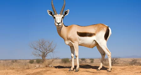 Photo sur Plexiglas Antilope Springbok antelope in Etosha National Park, Namibia