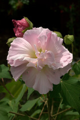 Flores, flores, ¡qué sería de nuestra vida sin ese regalo para nuestra vista!