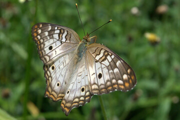 Mariposas, insectos, un mundo casi infinito, ¡cuidémoslo!