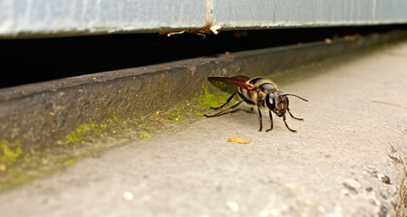Close up of a bee sitting on a brick in the garden.