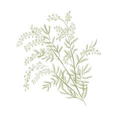 Acacia branch green illustration