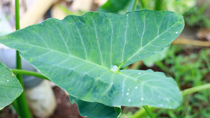 Taro plant growing in the garden.