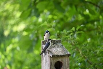 Tree Swallows