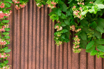 Combretum indicum (Rangoon creeper) grows creeping up a rusty patterned aluminum wall