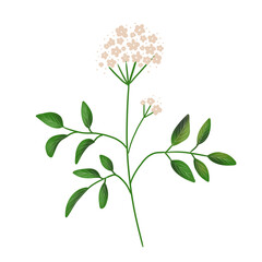 Elderflower Botanical Branch illustration
