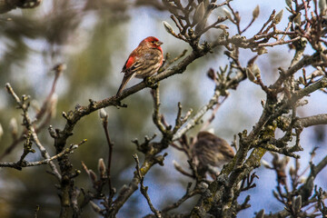 Purple Finch (Haemorhous purpureus) in a Magnolia Tree During Winter, Ohio