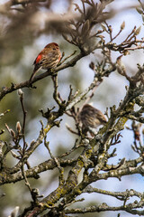 Purple Finch (Haemorhous purpureus) in a Magnolia Tree During Winter, Ohio