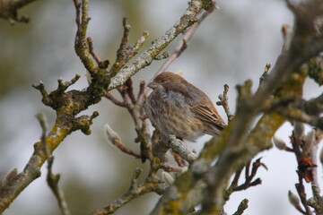 Purple Finch (Haemorhous purpureus) in a Magnolia Tree During Winter, Ohio