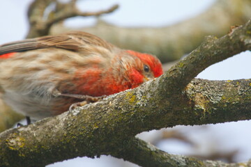 Purple Finch (Haemorhous purpureus) in a Magnolia Tree During Winter, Ohio