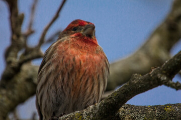 Purple Finch (Haemorhous purpureus) in a Magnolia Tree During Winter, Ohio