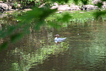 Common Merganser