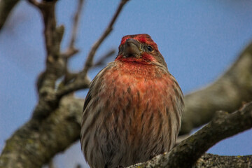 Purple Finch (Haemorhous purpureus) in a Magnolia Tree During Winter, Ohio