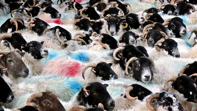Crowd Of Sheep, Crowd, Follower Concept