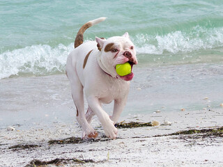 French Bulldog fetching a ball from Boca Ciega Bay at St. Pete Beach, Florida