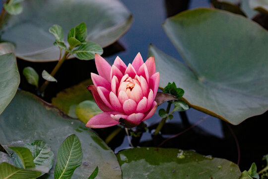 Pink Flower in Beautiful Pond