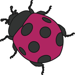 てんとう虫（Ladybug）(PNG)