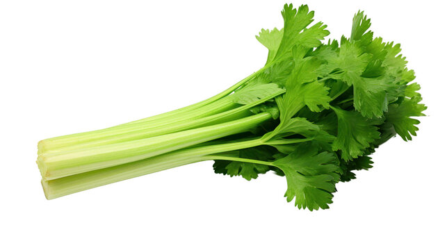Celery isolated on transparent and white background.PNG image.