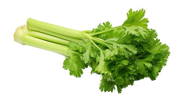 Celery isolated on transparent and white background.PNG image.