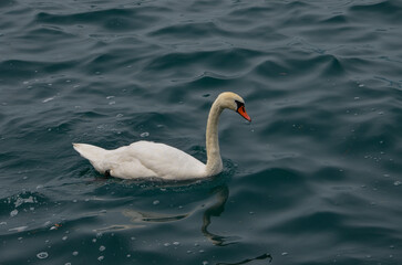 mute swan cygnus olor