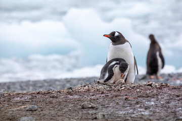 Close up of Gentoo penguin with cuddle chick baby with ice in background