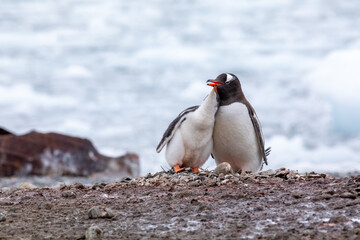 Close up of Gentoo penguin with cuddle chick baby with ice in background