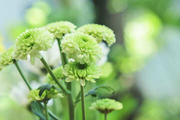 Chrysanthemum morifolium flower with green petals