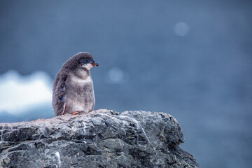Adelie penguin chick isolated on a rock with water and ice in the background from Antarctica 