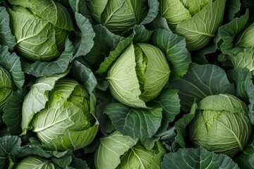 Fototapeta premium Fresh green cabbages with large leaves closely packed together.