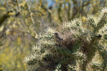 Cactus Wren (Campylorhynchus brunneicapillus) nesting in cholla cactus