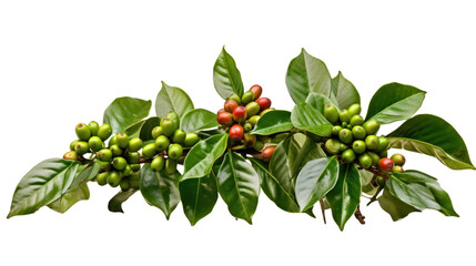 Coffee tree branch with green leaves and unripe coffee fruits or coffee cherries isolated on transparent and white background.PNG image. - obrazy, fototapety, plakaty