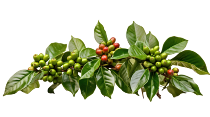 Coffee tree branch with green leaves and unripe coffee fruits or coffee cherries isolated on transparent and white background.PNG image.