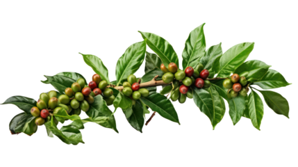 Coffee tree branch with green leaves and unripe coffee fruits or coffee cherries isolated on transparent and white background.PNG image.