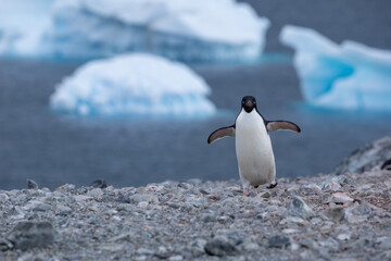 Adélie Penguin (Adelie) walking on snow on the Antarctic Peninsula with wings stretched away from...