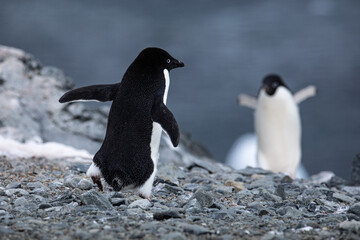 2 Adelie penguins approach each other with spread wings or arms as they want to hug each other as a reunion in Antartica 