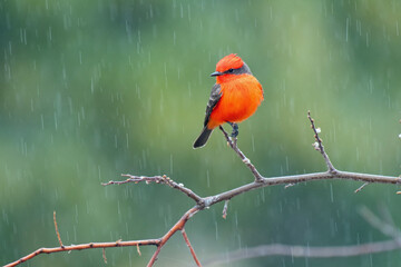 Vermilion Flycatcher (Pyrocephalus obscurus)