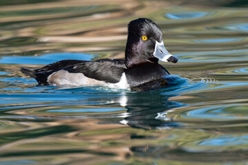 Fototapeta premium Ring-necked Duck (Aythya collaris)