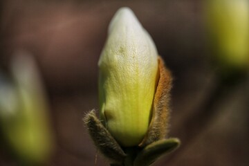 bud of a flower