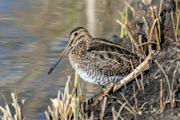 Wilson's Snipe (Gallinago delicata)