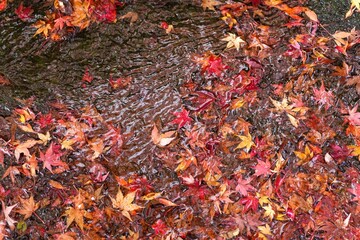 清らかな渓流に落ちたカラフルなモミジの紅葉