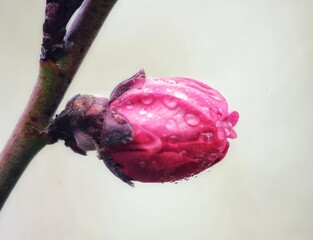 A dewy bud