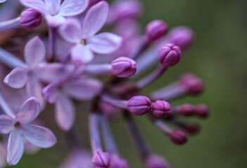 close up of lavender