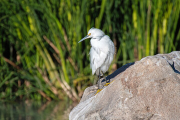 Snowy Egret (Egretta thula)