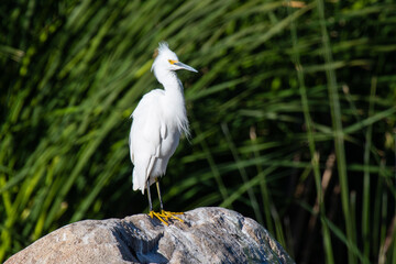 Snowy Egret (Egretta thula)