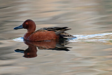 Cinnamon Teal (Spatula cyanoptera)
